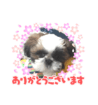 可愛い愉快なシーズー（個別スタンプ：2）