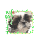 可愛い愉快なシーズー（個別スタンプ：8）