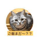 ショコラちゃん.（個別スタンプ：7）