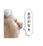 マロンと日常スタンプ（個別スタンプ：17）