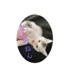 凶暴天使猫 ルーシェ1（個別スタンプ：4）
