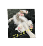 凶暴天使猫 ルーシェ1（個別スタンプ：7）