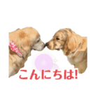 ゴールデンレトリバーRoiスタンプ（個別スタンプ：5）
