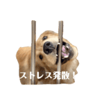 ゴールデンレトリバーRoiスタンプ（個別スタンプ：13）