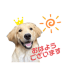 ゴールデンレトリバーRoiスタンプ（個別スタンプ：16）
