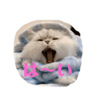 チンチラひょりちゃん♀（個別スタンプ：1）