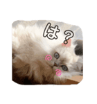 チンチラひょりちゃん♀（個別スタンプ：4）