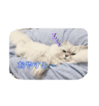 チンチラひょりちゃん♀（個別スタンプ：6）