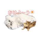 チンチラひょりちゃん♀（個別スタンプ：7）
