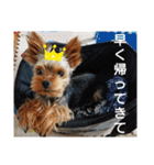 miro.fam（個別スタンプ：2）