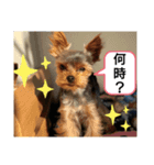 miro.fam（個別スタンプ：3）