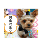miro.fam（個別スタンプ：6）