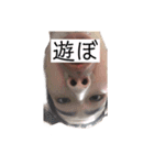こうちぇるの日常会話（個別スタンプ：13）