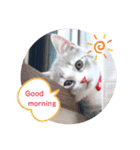 ねこのあお（個別スタンプ：1）