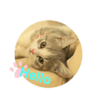 ねこのあお（個別スタンプ：3）