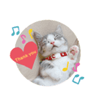 ねこのあお（個別スタンプ：4）