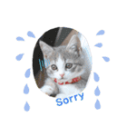 ねこのあお（個別スタンプ：5）
