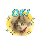 ねこのあお（個別スタンプ：6）