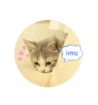 ねこのあお（個別スタンプ：8）