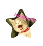 ねこのあお（個別スタンプ：9）