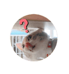 ねこのあお（個別スタンプ：10）