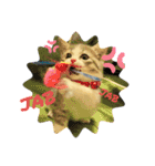 ねこのあお（個別スタンプ：11）