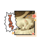 ねこのあお（個別スタンプ：12）