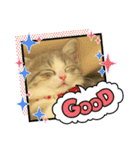 ねこのあお（個別スタンプ：14）
