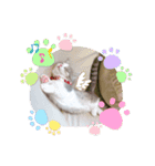 ねこのあお（個別スタンプ：16）