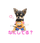 ブラックタンチワワ  とのの日常スタンプ1（個別スタンプ：11）