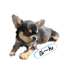 ブラックタンチワワ  とのの日常スタンプ1（個別スタンプ：15）