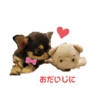ブラックタンチワワ  とのの日常スタンプ1（個別スタンプ：35）