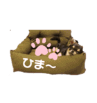 ブラックタンチワワ  とのの日常スタンプ1（個別スタンプ：39）