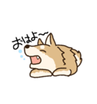 しばいぬひなた（個別スタンプ：6）