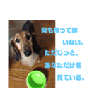 ふぁんとむスタイル（故愛犬のスタンプ）②（個別スタンプ：2）