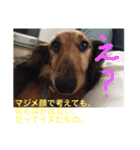 ふぁんとむスタイル（故愛犬のスタンプ）②（個別スタンプ：3）