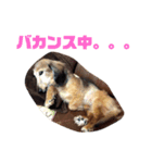 ふぁんとむスタイル（故愛犬のスタンプ）②（個別スタンプ：5）