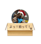 ふぁんとむスタイル（故愛犬のスタンプ）②（個別スタンプ：6）