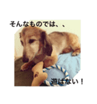 ふぁんとむスタイル（故愛犬のスタンプ）②（個別スタンプ：8）
