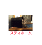 茨木のねこ（個別スタンプ：1）