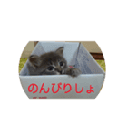 茨木のねこ（個別スタンプ：3）