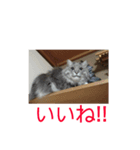 茨木のねこ（個別スタンプ：4）