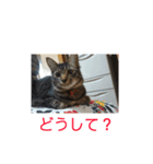 茨木のねこ（個別スタンプ：5）