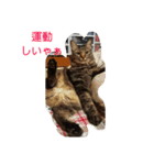 茨木のねこ（個別スタンプ：8）