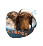 わんころlife（個別スタンプ：4）