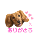 わんころlife（個別スタンプ：8）