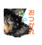 わんころlife（個別スタンプ：10）