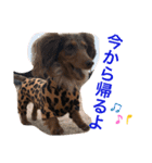 わんころlife（個別スタンプ：12）