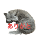 三原家のペット①（個別スタンプ：1）