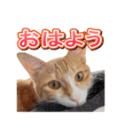 茶白猫・みかんのスタンプ（個別スタンプ：3）